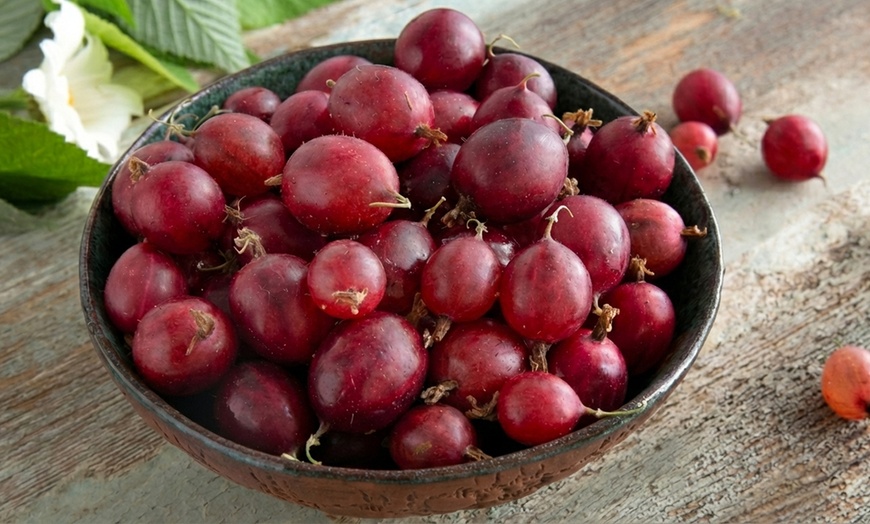 Image 9: Gooseberry Fruit Collection