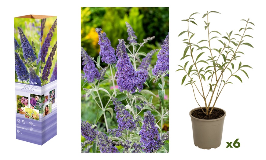 Image 3: Jeu de 3 ou 6 douilles papillon