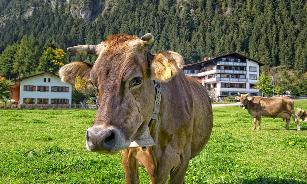 Allgäu: 2–7 nocy dla 2 osób w pokoju dwuosobowym z opcją All Inclusive i strefą wellness w Familotel Bavaria Pfronten 4* - Second Medium