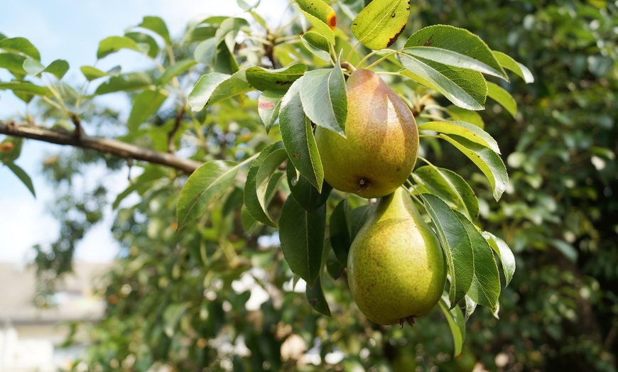 Image 6: Arbres fruitiers XXL