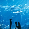 Image 5: Explore the Lost World Aquarium – Entry for Kids, Adults & Families