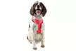 FurHaven Pet Easy Comfort Mesh Dog Harness - Second Medium