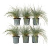 Image 4: 6 plants de fétuque bleue Festuca Glauca "Blue" 12-15 cm