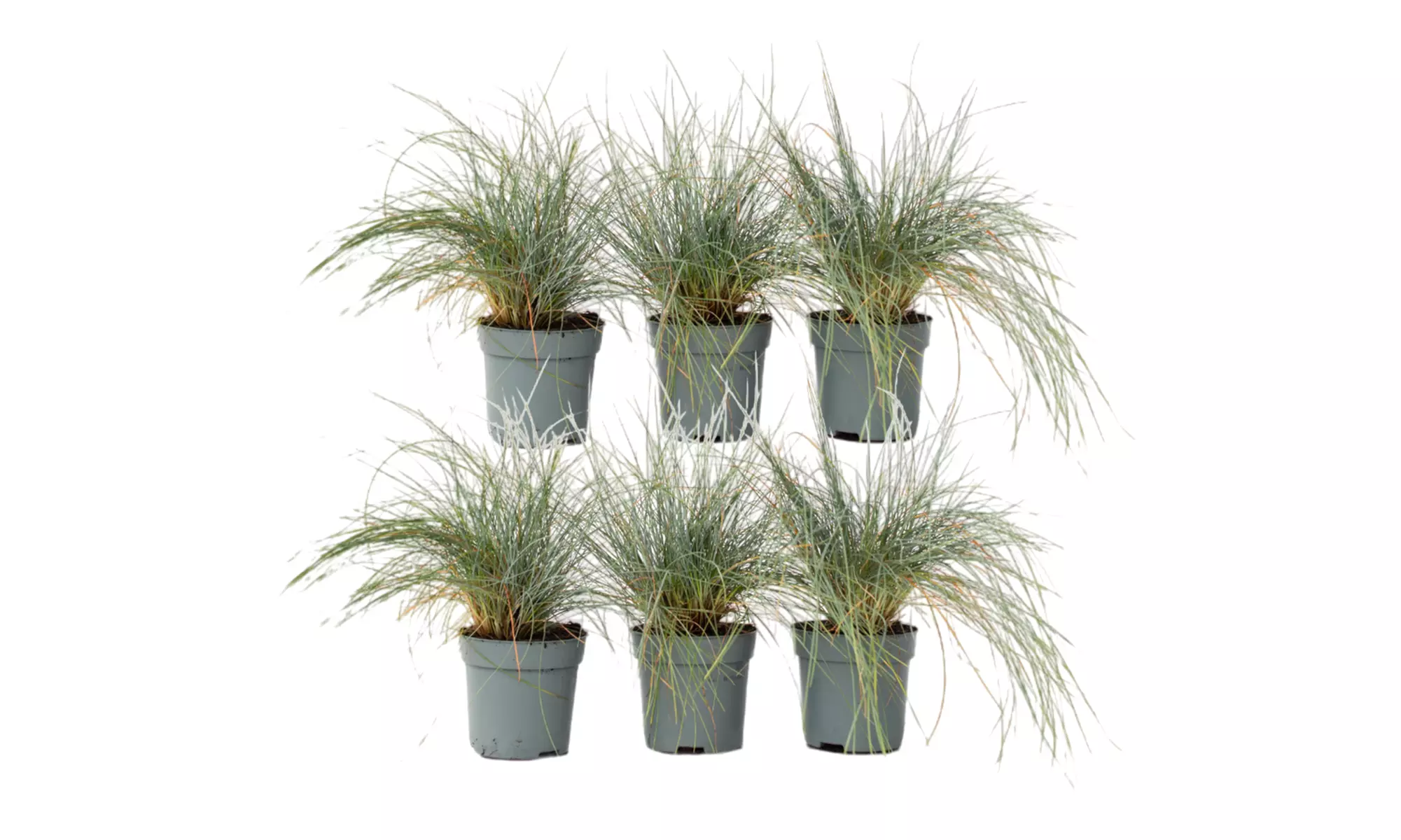 6 plants de fétuque bleue Festuca Glauca "Blue" 12-15 cm, livrés en pot - Image 4