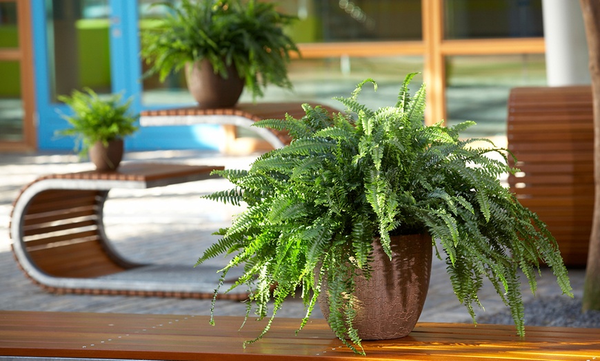 Image 7: Mix of Four Air-Purifying Ferns