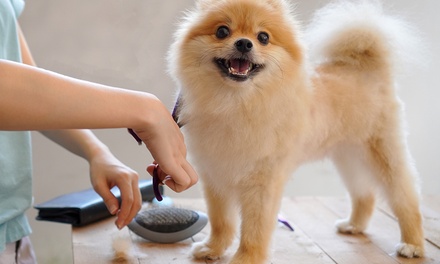 Guide to Dog Grooming - International Open Academy