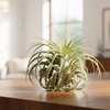 Image 4: 5 Pack Air Plant Bundle and Tillandsia Air Plant Xerographica in 1, 3, and 5 pack options with Free Shipping Up to 15%Off