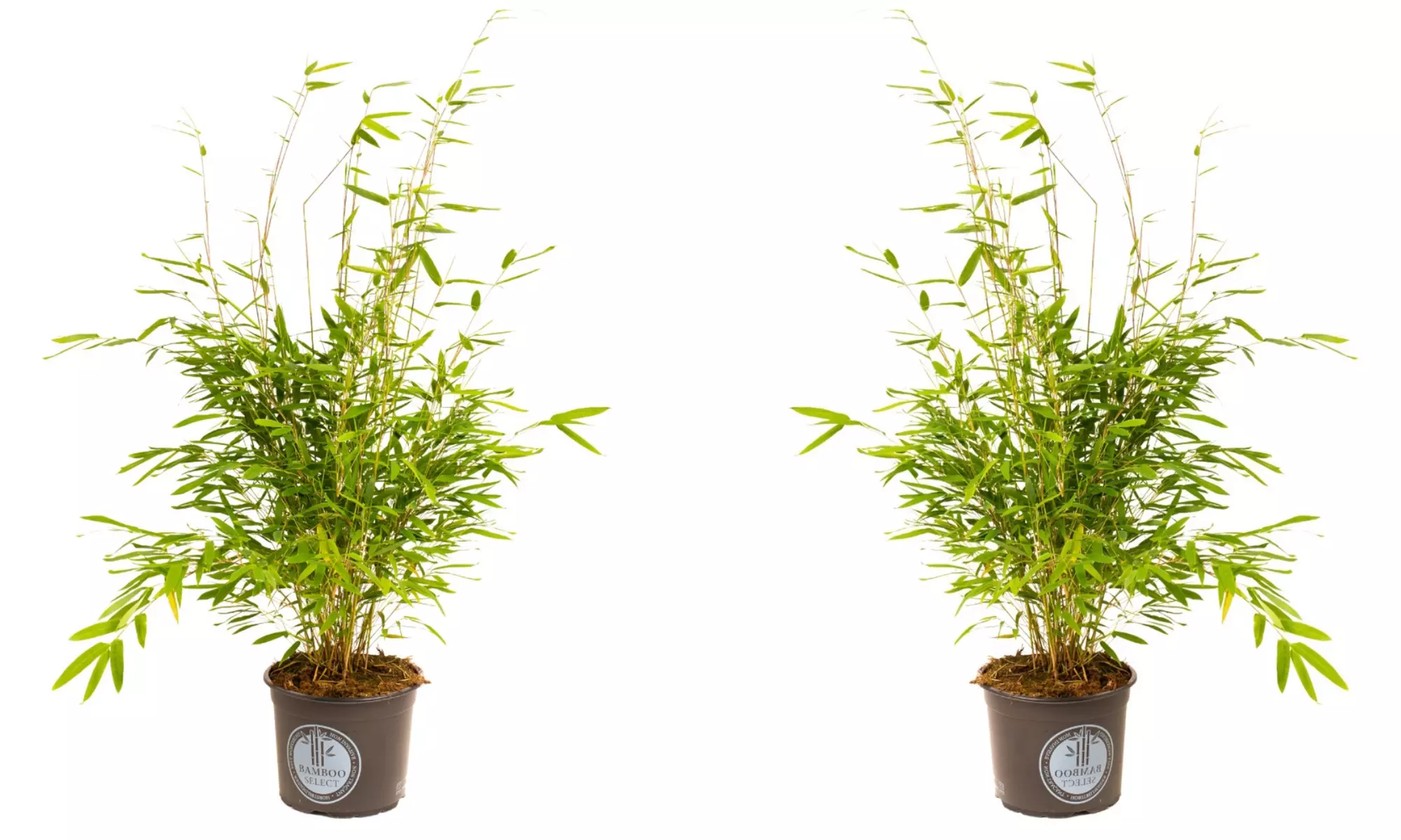 Plant de bambou Fargesia non prolifère