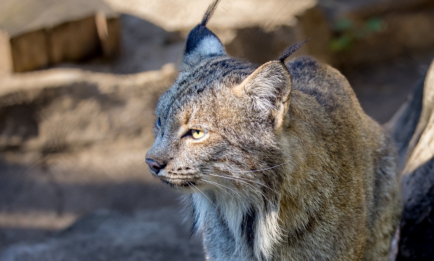 Image 3: Explore Wildlife w/Entry for One, Two or Four Adults to the Cosley Zoo