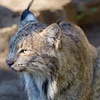 Image 1: Explore Wildlife w/Entry for One, Two or Four Adults to the Cosley Zoo