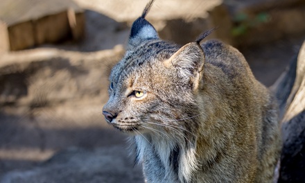 Entry for One Adult to the Cosley Zoo - Cosley Zoo