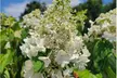 Limelight or Pinky Winky Hydrangea Trees - Large, Beautiful, Show-Stopping Blooms, Outdoor Live Plants, Free Shipping (Up to 24% Off) - Second Medium