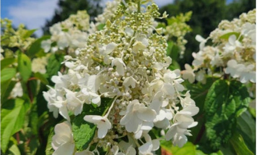 Image 3: Hydrangea Trees - Limelight and Pinky Winky with Free Shipping (Up to 15% Off)