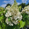 Image 3: Hydrangea Trees - Limelight and Pinky Winky with Free Shipping (Up to 24% Off)