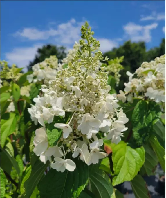 Hydrangea Trees - Limelight and Pinky Winky with Free Shipping (Up to 15% Off)