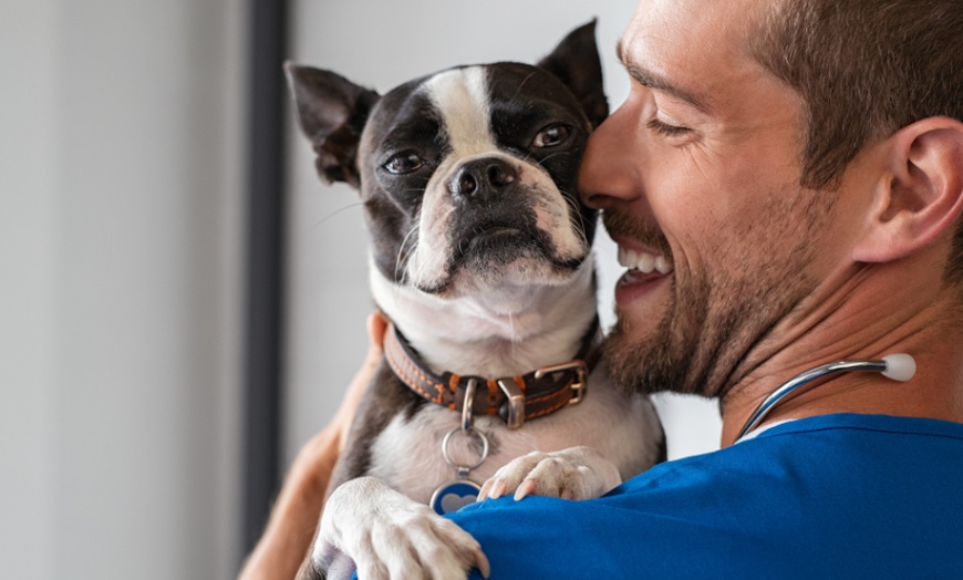 Image 6: For All Pet Lovers: Online Single Course, 3‑Course or 5‑Course Bundle