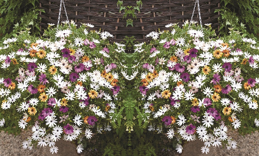 Image 11: Summer Flowering Cascading Basket Plants