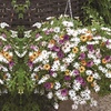 Image 11: Summer Flowering Cascading Basket Plants