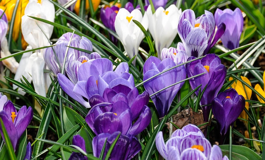 Image 3: 30 or 60 Bulbs of Mixed Species Crocus Spring Flowering Bulbs