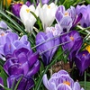 Image 3: 30 or 60 Bulbs of Mixed Species Crocus Spring Flowering Bulbs