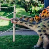 Image 11: Ticket to Dinosaurs In The Park for 2, 3 or 4 (17th May-8th June 2025)