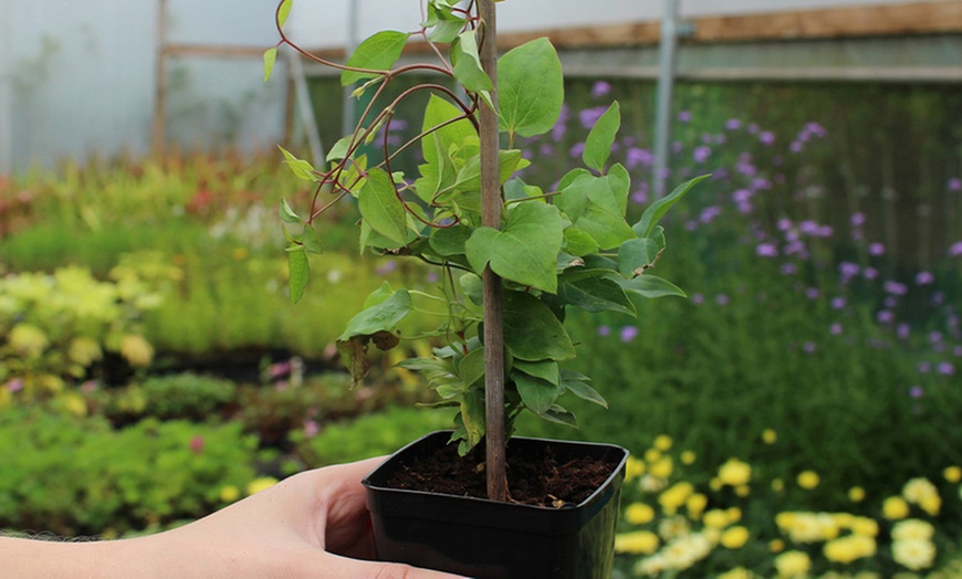 Image 3: Passiflora Edulis Frederick - 1, 3 or 5 Potted Plants