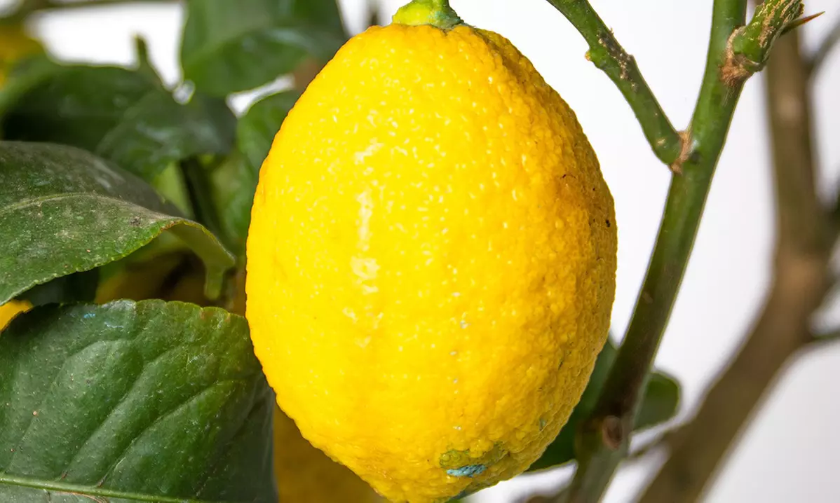 1x oder 2x Zitruspflanze: Calamondinorange, Zitrone oder Kumquat