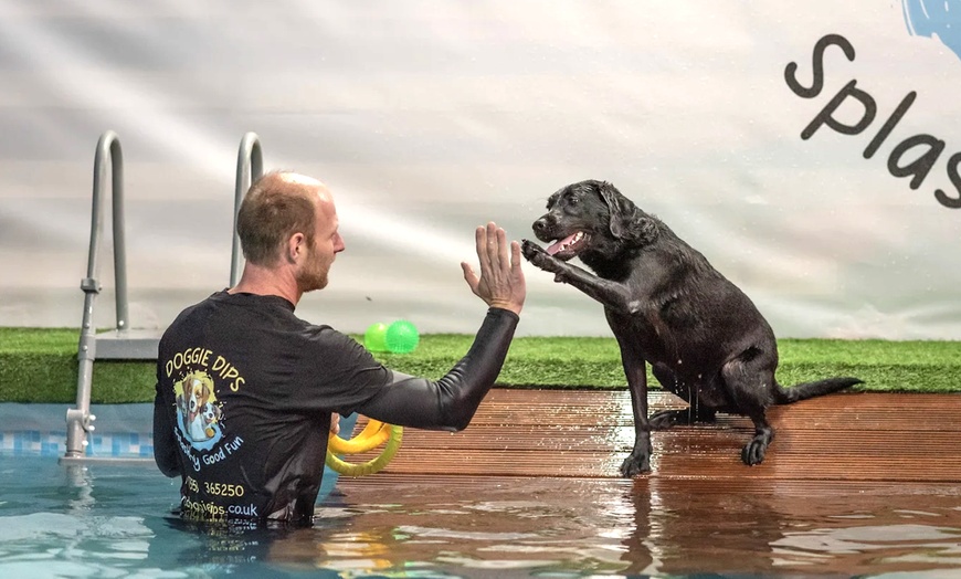 Image 4: Water Fun Awaits: Doggy Fun Swim Session (Owners Welcome to Swim Too)