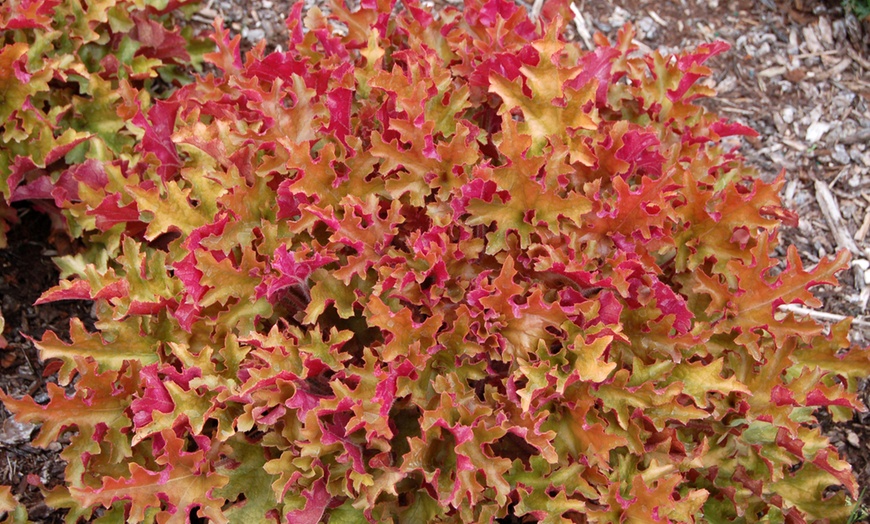 Image 11: 4 x 1 Litre Handsome Heuchera