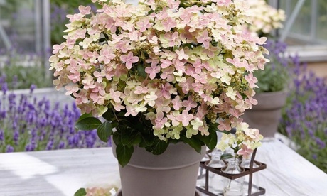Groupon Unisex Green Hydrangea Paniculata Switch Ophelia Dwarf Hydrangea: Three