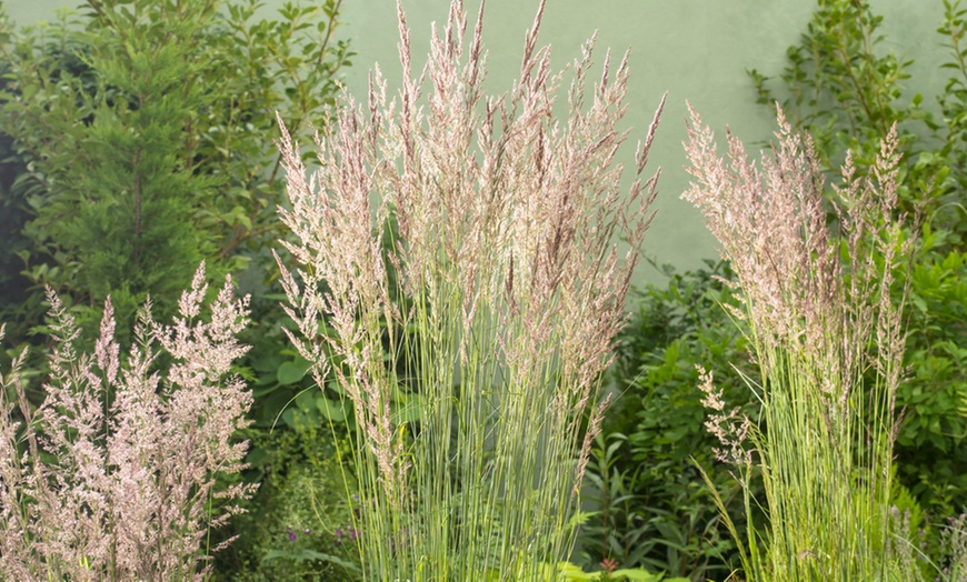 Image 1: 1 ou 2 Calamagrostis Overdam