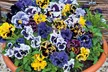 Vibrant Winter Flowering Pansy Mixes - up to 72 Plants - Image 6