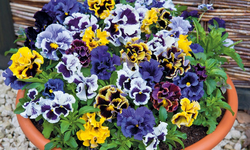 Image 6: Vibrant Winter Flowering Pansy Mixes - up to 72 Plants