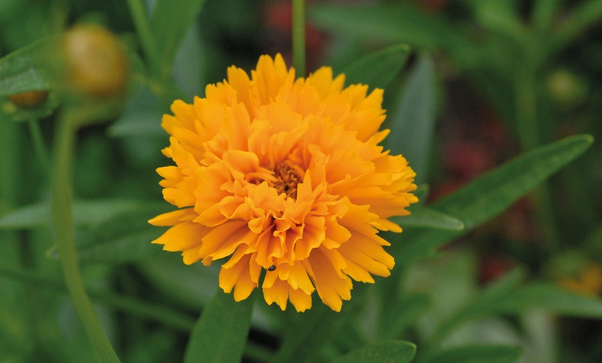 Image 5: Rainbow Perennial Collection - 72 or 144 Plants
