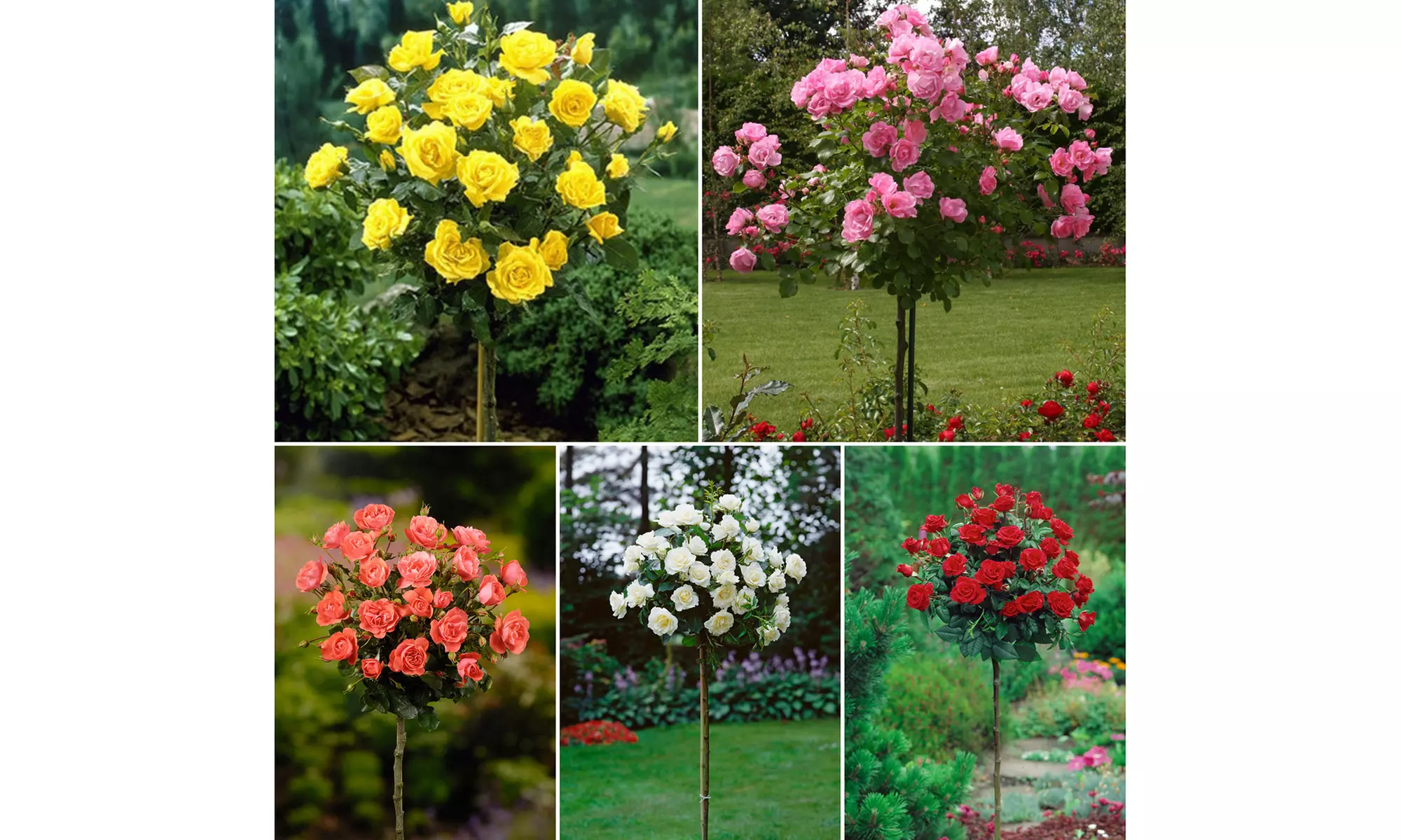 3er- oder 5er-Set Mini-Stammrosen