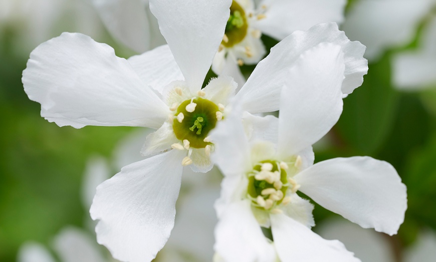 Image 4: Exochorda Blushing Pearl - 1 or 3 Peat-Free Potted Plants