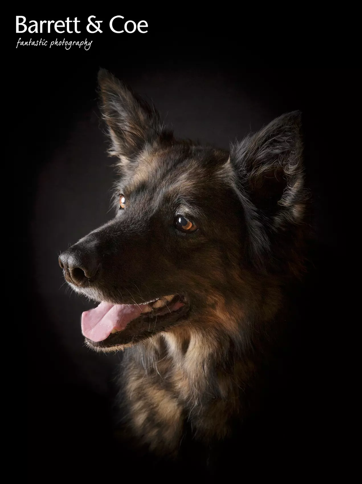 Pet Photoshoot I 8'' x 6'' Print I Barrett & Coe Studios