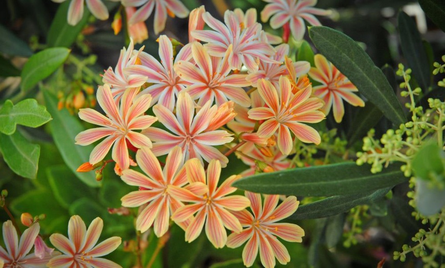 Image 3: 12 or 24 Pack Lewisia Cotyledon Elise Mixed Plugs