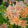 Image 3: 12 or 24 Pack Lewisia Cotyledon Elise Mixed Plugs
