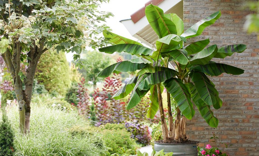 Image 4: Red Hardy Banana - Ever Red - 1 or 3 Potted Plants