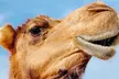 Zoo Admission or 2.5 Hour VIP Animal Encounter Experience at Georgia Untamed Zoo (Up to 40% Off) - Second Medium