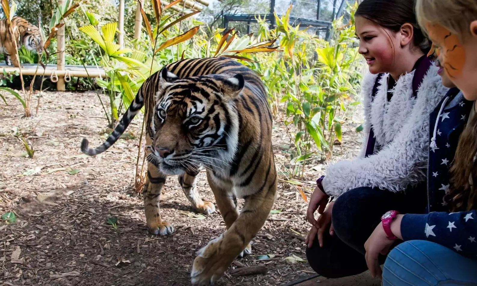 Explore Sydney Harbour & Taronga Zoo + Return Ticket - Child or Adult