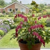 Image 7: Graduation Flower Bulb Collections