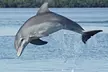 Dolphin Cruise in Gulf of Mexico, Intracoastal Waterway & Perdido Bay w/ Dolphin Sight Guarantee (Up to 26% Off) - Second Medium