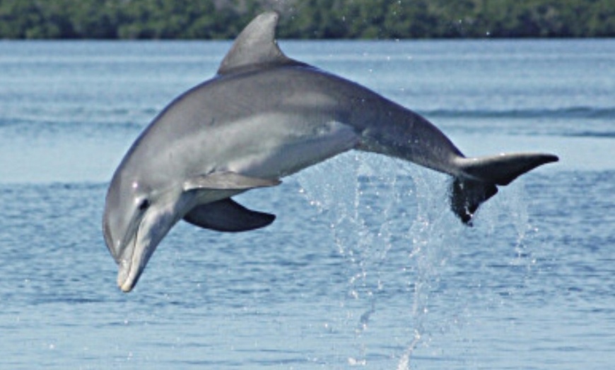 Image 2: Gulf of Mexico Dolphin Cruise: 1.5-2 Hours, Dolphin Sight Guaranteed