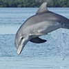 Image 2: Daytime Gulf of Mexico Dolphin Cruise w/ Sight Guarantee
