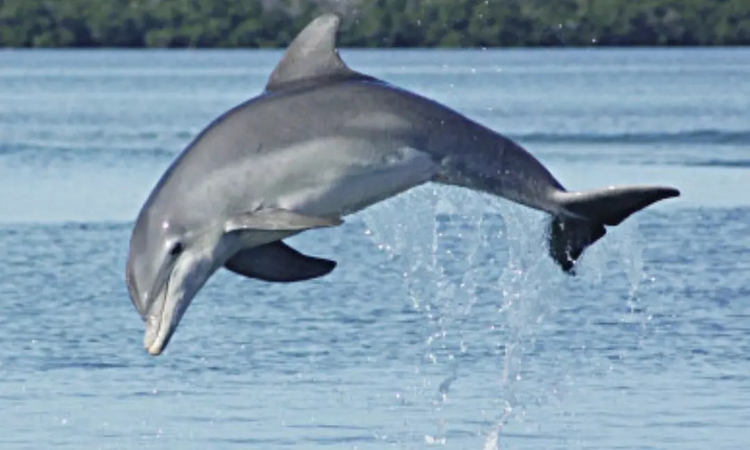 Gulf of Mexico Dolphin Cruise: 1.5-2 Hours, Dolphin Sight Guaranteed