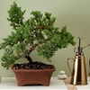 Image 2: Next Day Delivery Plants from 1-800-Flowers (up to 55% off)