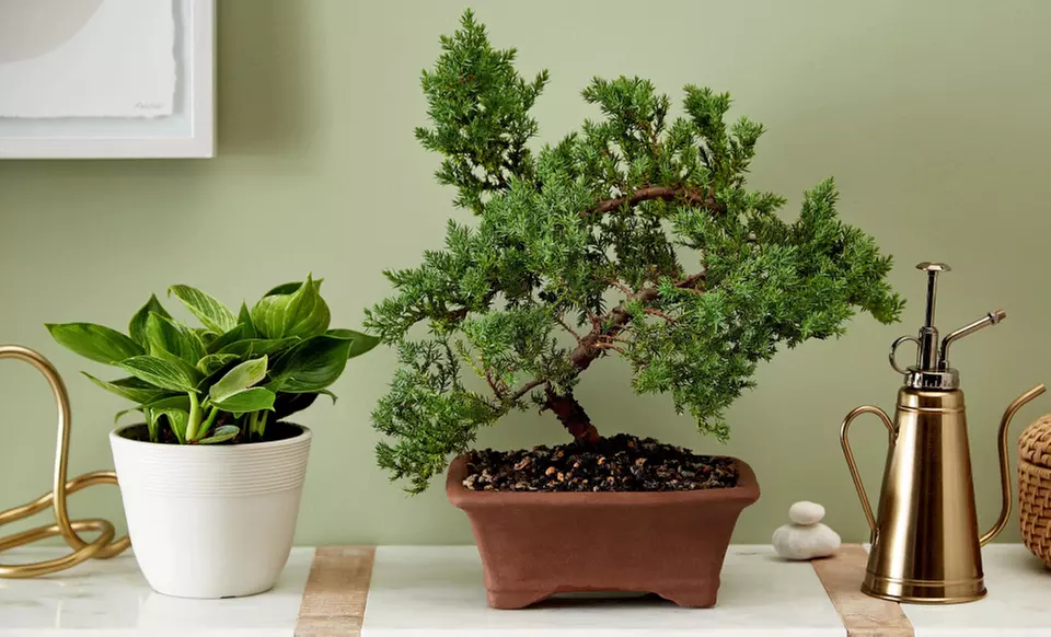 Next Day Delivery Plants for Every Special Moment from 1-800-Flowers.com (up to 50% off)