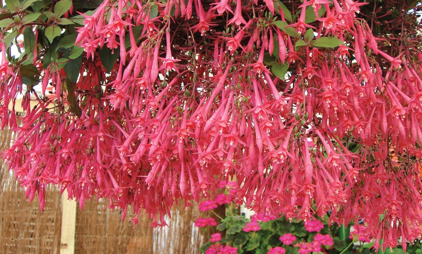 Image 3: Up to 20 Mixed Summer-Flowering Fuchsia Plants